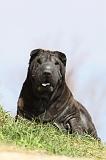 SHAR-PEI 690